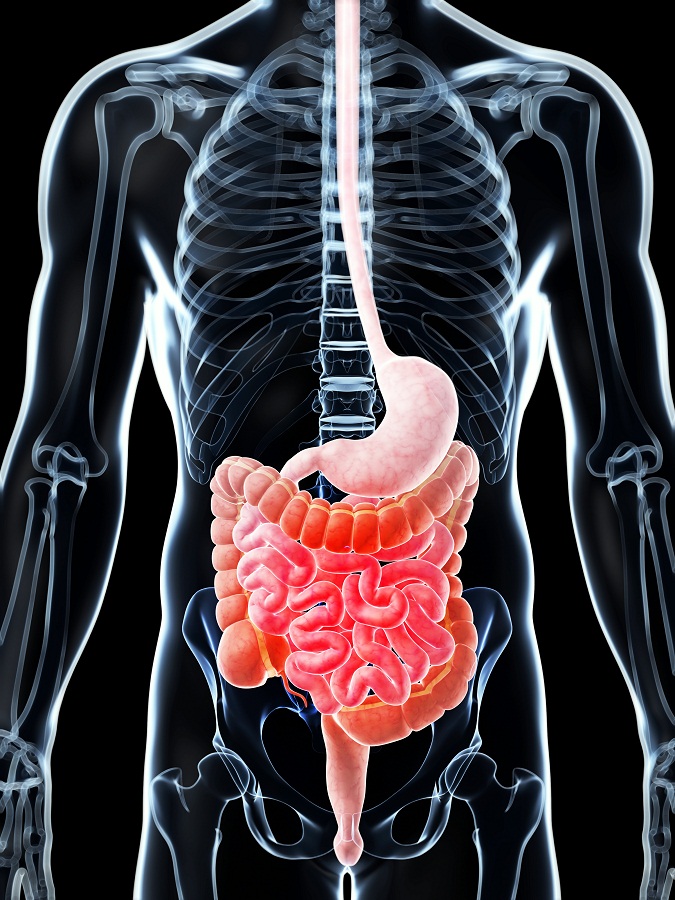 Digestive tract 1