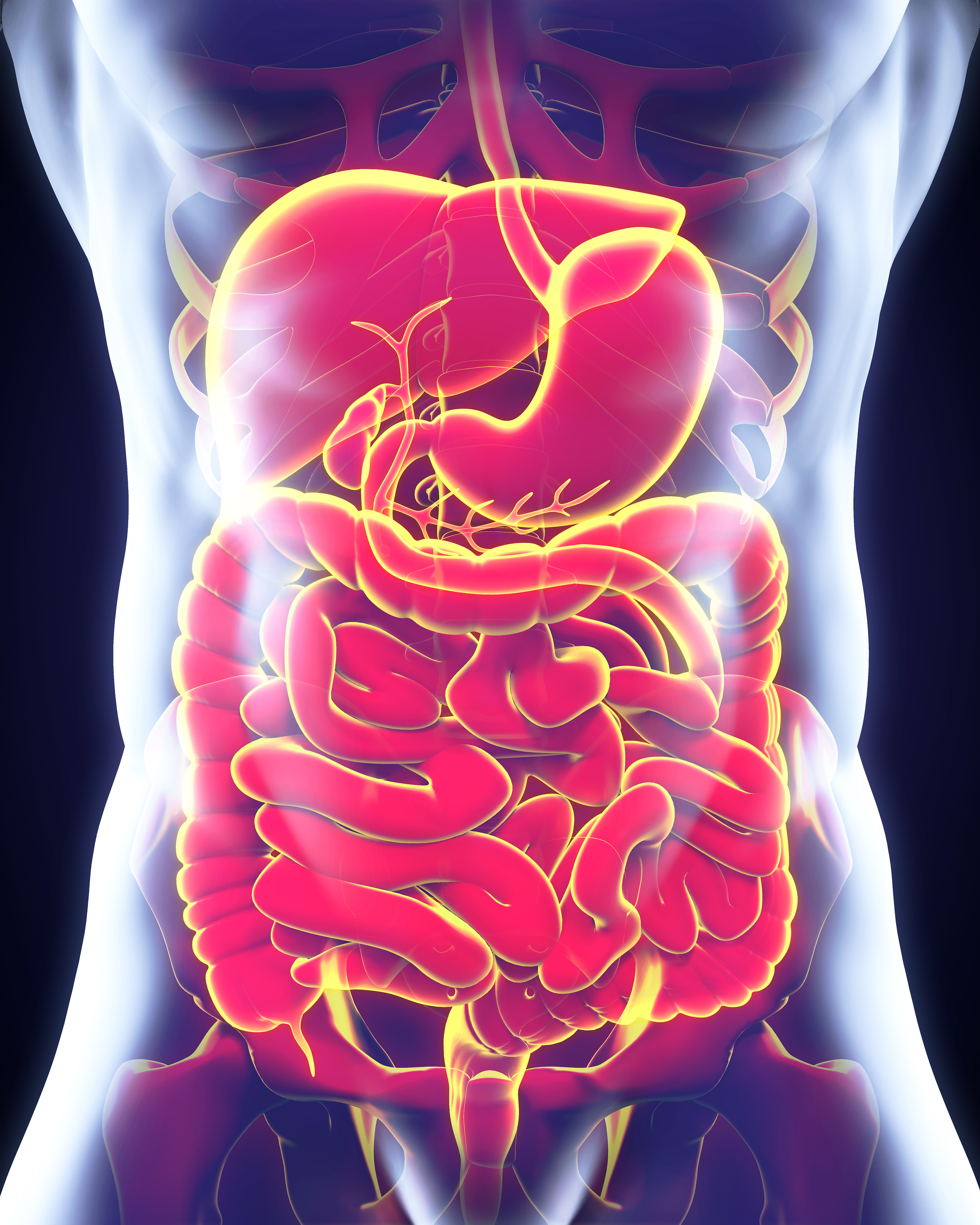 Human Digestive System